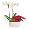 Classic Christmas Garden 1 Classic Christmas Garden -Brighter Blooms Sales 10IN Dot White Orchid with Yellow Lip and Red Poinsettia with Moss Topping 600x600 63ccda7e e53b 47d2 9206 e0cfaad3dc69
