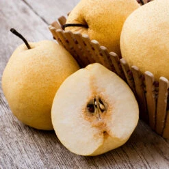 20th Century (Nijisseiki) Asian Pear Tree 8 20th Century (Nijisseiki) Asian Pear Tree -Brighter Blooms Sales 20thCentury Pear 1 BB