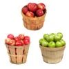 3 In 1 Apple Tree 2 3 In 1 Apple Tree -Brighter Blooms Sales 3 in 1 Apple 600x600 0e0ed339 9aed 4ad4 8bb3 3116ac09b8bc