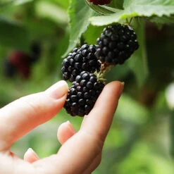 3-in-1 Blackberry Bush -Brighter Blooms Sales 3 in 1 blackberry 1