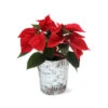 Red Poinsettia In Birch Pot -Brighter Blooms Sales 4IN Birch Pot Red Poinsettia 600x600 95a27aa2 aede 4b31 8808 c70d37ce9a52