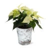 White Poinsettia In Birch Pot -Brighter Blooms Sales 4IN Birch Pot White Poinsettia 600x600 47515ef1 b43c 45ca 8128 241a08debdf0