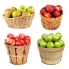 4-in-1 Apple Tree -Brighter Blooms Sales 4 in 1 Apple 600x600 cd0e54ea 6b44 4ccf b019 83298965fac6