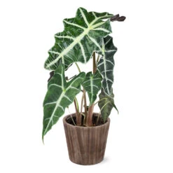 Alocasia Polly With Decorative Pot -Brighter Blooms Sales 5IN Brown Wilson with Alocasia Poly