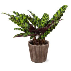 Calathea Rattlesnake With Decorative Pot -Brighter Blooms Sales 5IN Brown Wilson with Calathea Rattlesnake