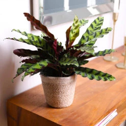 Calathea Rattlesnake With Decorative Pot -Brighter Blooms Sales 5IN Brown Wilson with Calathea Rattlesnake 7