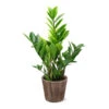 5-Inch ZZ Plant In Decorative Pot -Brighter Blooms Sales 5IN Brown Wilson with ZZ 600x600 1