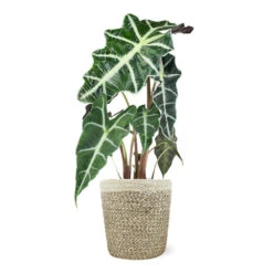 Alocasia Polly With Decorative Pot -Brighter Blooms Sales 5IN Jute with Alocasia Poly