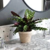 Calathea Rattlesnake With Decorative Pot -Brighter Blooms Sales 5IN Jute with Calathea Rattlesnake 600x600 23be2ba3 4b6e 4df9 9a5e 83818aae9e52
