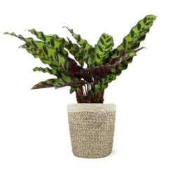 Calathea Rattlesnake With Decorative Pot -Brighter Blooms Sales 5IN Jute with Calathea Rattlesnake bb96e6f4 9362 49d9 b89b 64cc05050bc2