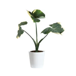 Mickey Mouse Alocasia (Alocasia Xanthosoma Variegata) 19 Mickey Mouse Alocasia (Alocasia Xanthosoma Variegata) -Brighter Blooms Sales ALO MIC3 whitedelilah