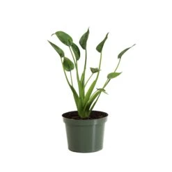 Tiny Dancer Plant 17 Tiny Dancer Plant -Brighter Blooms Sales ALO TIN.6