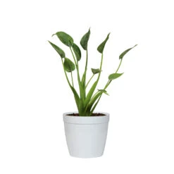 Tiny Dancer Plant 19 Tiny Dancer Plant -Brighter Blooms Sales ALO TIN.6 whitedelilah