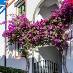 Alexandra Bougainvillea -Brighter Blooms Sales ALexandra BOugainvillea 4 BB