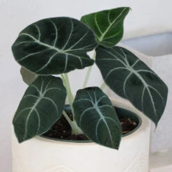 Alocasia Black Velvet -Brighter Blooms Sales ALocasia Black Velvet 7