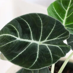 Alocasia Black Velvet -Brighter Blooms Sales ALocasia Black Velvet BB 6