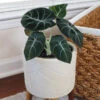 Alocasia Black Velvet -Brighter Blooms Sales ALocasia Black Velvet BB 600x600 dc370293 504d 4faa 91ac d292103c8284