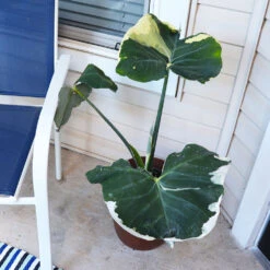 Mickey Mouse Alocasia (Alocasia Xanthosoma Variegata) 14 Mickey Mouse Alocasia (Alocasia Xanthosoma Variegata) -Brighter Blooms Sales ALocasia Mickey Mouse 1