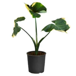 Mickey Mouse Alocasia (Alocasia Xanthosoma Variegata) 17 Mickey Mouse Alocasia (Alocasia Xanthosoma Variegata) -Brighter Blooms Sales ALocasia Mickey Mouse 4