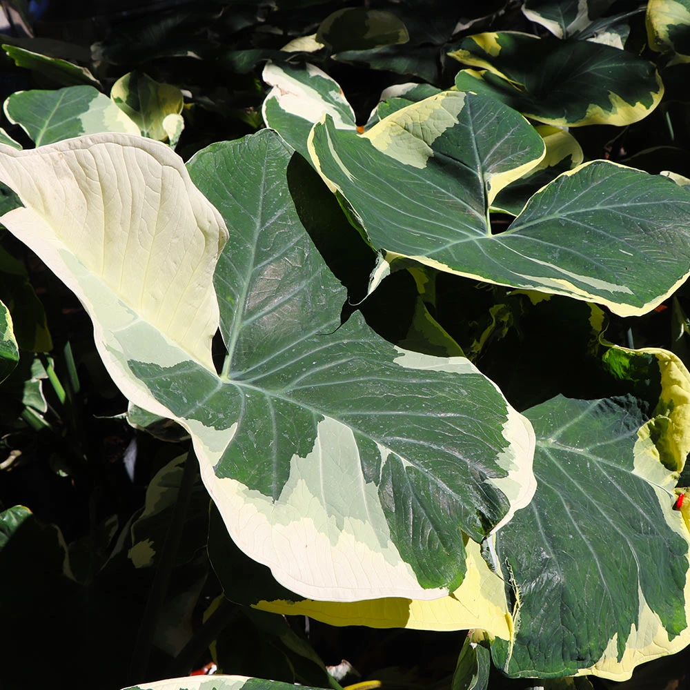 Mickey Mouse Alocasia (Alocasia Xanthosoma Variegata) 4 Mickey Mouse Alocasia (Alocasia Xanthosoma Variegata) - Image 2