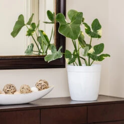 Mickey Mouse Alocasia (Alocasia Xanthosoma Variegata) 13 Mickey Mouse Alocasia (Alocasia Xanthosoma Variegata) -Brighter Blooms Sales ALocasia Mickey Mouse 7 BB