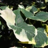 Mickey Mouse Alocasia (Alocasia Xanthosoma Variegata) 1 Mickey Mouse Alocasia (Alocasia Xanthosoma Variegata) -Brighter Blooms Sales ALocasia Mickey Mouse BB 600x600 f84255dc 9683 4bbf 9c54 a7cee035d488