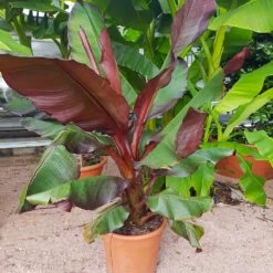 Red Abyssinian Banana Tree -Brighter Blooms Sales Abyssinian Banana Ensata 5 BB