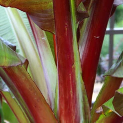 Red Abyssinian Banana Tree -Brighter Blooms Sales Abyssinian Banana Ensata 6