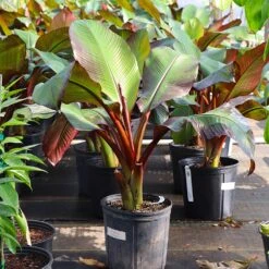 Red Abyssinian Banana Tree -Brighter Blooms Sales Abyssinian Banana Ensata 7
