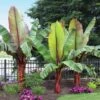 Red Abyssinian Banana Tree 1 Red Abyssinian Banana Tree -Brighter Blooms Sales Abyssinian Banana Ensata BB 600x600 f7d46329 2867 4529 9544 d3e2fb588497
