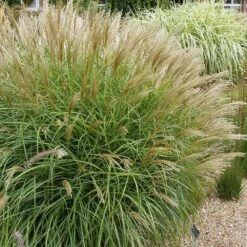 Maiden Grass -Brighter Blooms Sales Adagio Madien Grass 1 BB