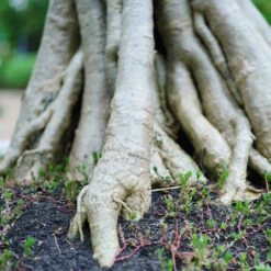 Desert Rose Adenium Shrub -Brighter Blooms Sales Adenium obesum 2