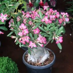Desert Rose Adenium Shrub -Brighter Blooms Sales Adenium obesum 3