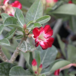 Desert Rose Adenium Shrub -Brighter Blooms Sales Adenium obesum 5 BB
