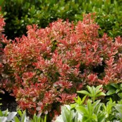 Admiration Barberry Shrub 9 Admiration Barberry Shrub -Brighter Blooms Sales Admiration Barberry 1