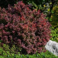 Admiration Barberry Shrub 8 Admiration Barberry Shrub -Brighter Blooms Sales Admiration Barberry 2