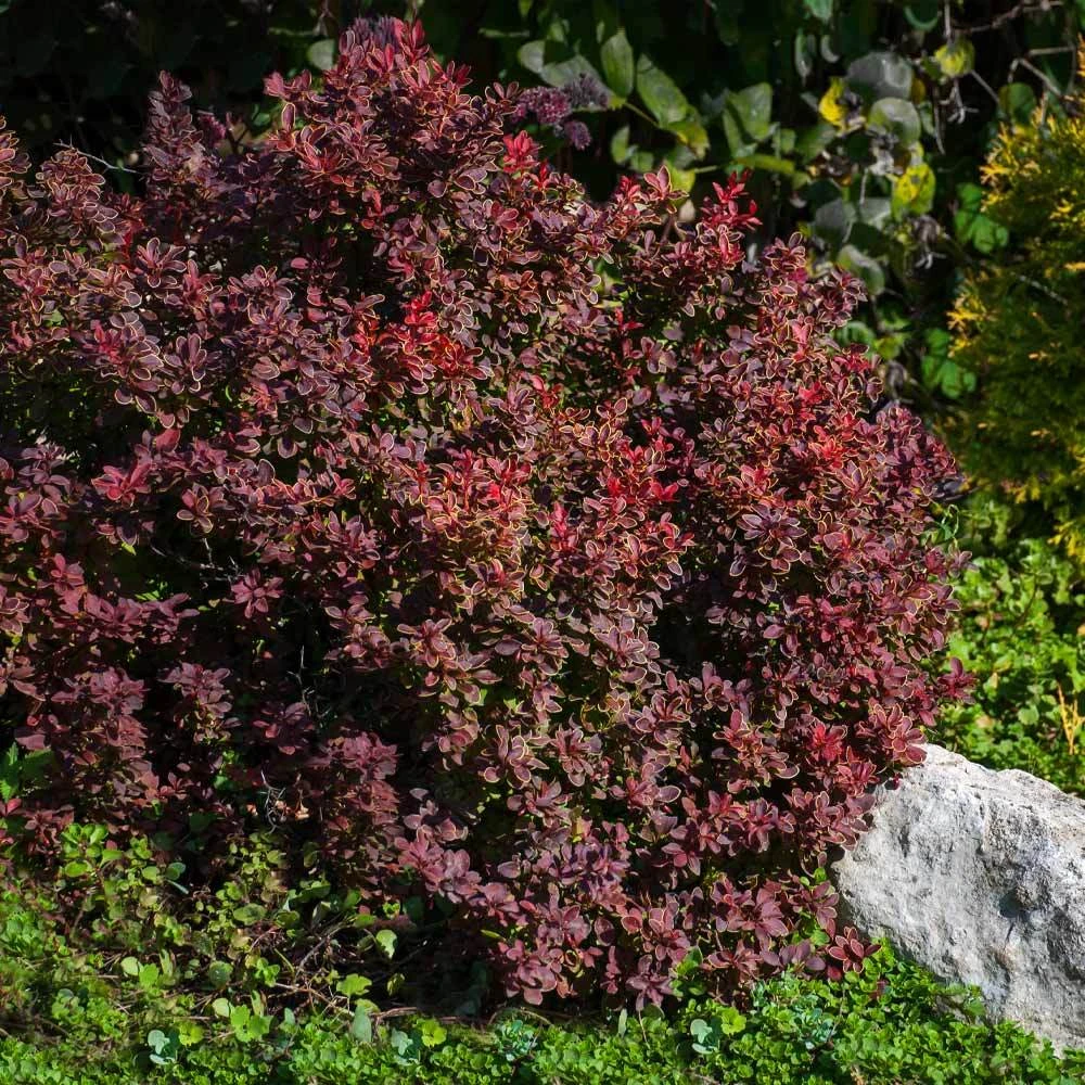 Admiration Barberry Shrub 5 Admiration Barberry Shrub - Image 3
