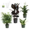 Air-Purifying House Plant Kit 1 Air-Purifying House Plant Kit -Brighter Blooms Sales Air Purifying 600x600 4ed74176 bac8 494f ba80 6f5ce2baa662