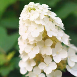 Alice Oakleaf Hydrangea Shrub 8 Alice Oakleaf Hydrangea Shrub -Brighter Blooms Sales Alice Oakleaf Hydrangea 2