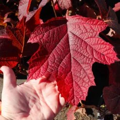 Alice Oakleaf Hydrangea Shrub 9 Alice Oakleaf Hydrangea Shrub -Brighter Blooms Sales Alice Oakleaf Hydrangea 4