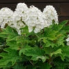 Alice Oakleaf Hydrangea Shrub -Brighter Blooms Sales Alice Oakleaf Hydrangea BB 600x600 990c24fb db62 463b 95ba 7d7d17c3dddd