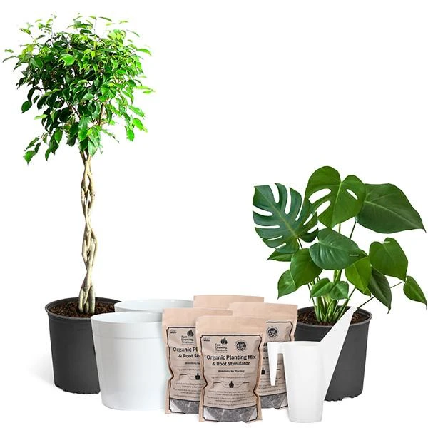 All-in-One House Plant Kit 3 All-in-One House Plant Kit