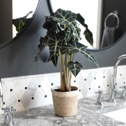 Alocasia Polly With Decorative Pot -Brighter Blooms Sales Alocasia 2