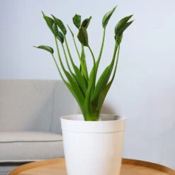 Rare House Plant Kit -Brighter Blooms Sales Alocasia Tiny Dancer 2 e21b3c6b 0a3f 4e52 9e4e 5aac9051b4c3