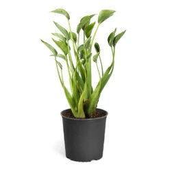 Tiny Dancer Plant 15 Tiny Dancer Plant -Brighter Blooms Sales Alocasia Tiny Dancer standard