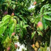 Alphonso Mango Tree -Brighter Blooms Sales Alphonso Mango BB 600x600 37dbdab1 c230 4282 bae8 ae32c400d52c