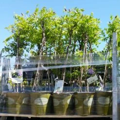 Amethyst Falls Wisteria Vine 13 Amethyst Falls Wisteria Vine -Brighter Blooms Sales Amathyst Falls Wisteria 8 2G