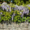 Amethyst Falls Wisteria Vine 2 Amethyst Falls Wisteria Vine -Brighter Blooms Sales Amathyst Falls Wisteria BB 600x600 7d77924f 14a4 4320 8776 72323913a7aa