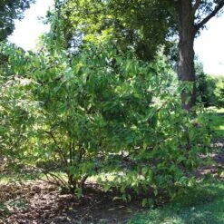 American Beautyberry 8 American Beautyberry -Brighter Blooms Sales American Beautyberry2 BB