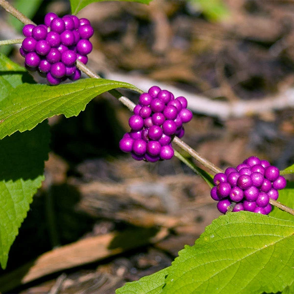 American Beautyberry 3 American Beautyberry